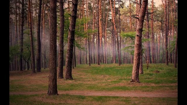 Сосны смотреть онлайн