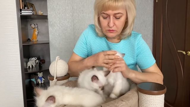 Священная бирма. Питомник МАРИТАНА КЭТ. Котята. смотреть онлайн