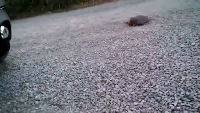 Осторожно! Бешеная черепаха! смотреть онлайн