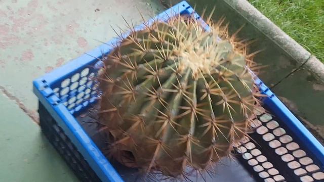 Удобрение для кактусов,полив,посетила одну старую леди...281 смотреть онлайн
