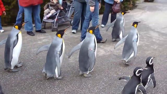 March of the Penguins (part 2) смотреть онлайн