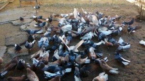 ? Серпастые голуби ? В. Гостях. У. ШКУРДАЛОВА. Ю. ? П. Зимовники. Ростовская обл. 13.02.2022.г. ???