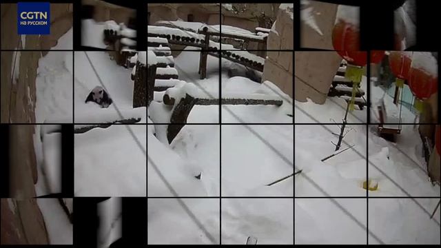 Панда радуется снегу