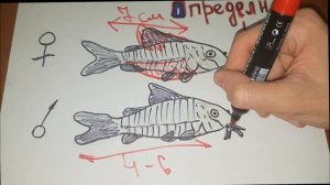 Определи пол Коридорас Крапчатый сомик, Разговор о размножении сомов