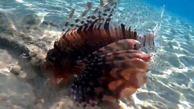 Отдых в Дахабе, Египет 2018 | Dahab, Egypt смотреть онлайн