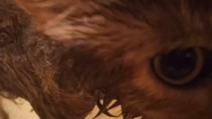 мейн кунское мурлыканье или курлыканье в ванне