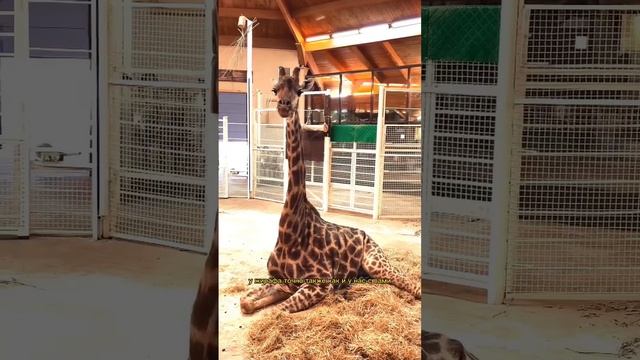 Сколько позвонков у жирафа?#интересныефакты #shorts #жираф #шея смотреть онлайн