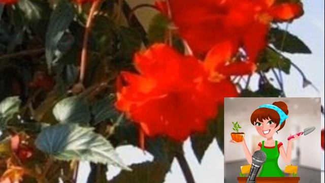 Как вырастить АМПЕЛЬНУЮ бегонию./Уход за ампельной БЕГОНИЕЙ.??? смотреть онлайн