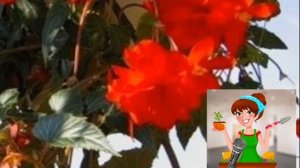 Как вырастить АМПЕЛЬНУЮ бегонию./Уход за ампельной БЕГОНИЕЙ.???