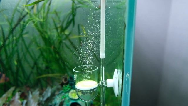 How to give your Aquascape a health check: 6 Tips for a healthy aquarium смотреть онлайн