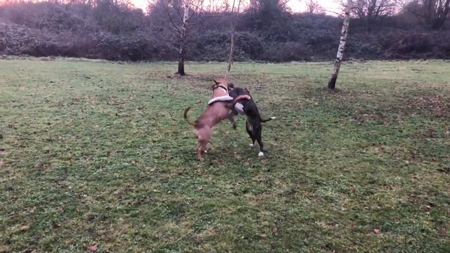 Бультерьер против Стафорда смотреть онлайн