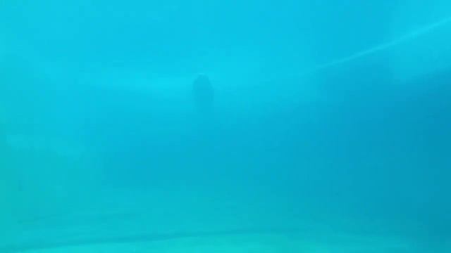 УВИДЕЛ И ЗАСНЯЛ МОРСКОГО КОТИКА, КОТОРЫЙ ПЛАВАЛ ПОД ВОДОЙ! смотреть онлайн