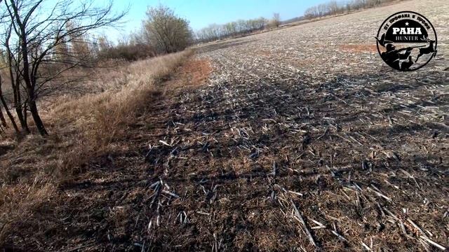 Самая удачная ОХОТА НА ФАЗАНА 2021. Третий выход на фазана и серую куропатку. НАСТУПИЛ НА ФАЗАНА. смотреть онлайн