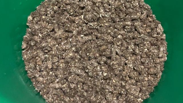 How to Grow Reishi "Mushroom of Immortality" смотреть онлайн