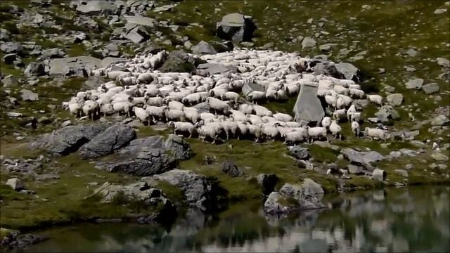 Sheep Herding in the Pyrenees смотреть онлайн