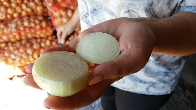 Лук штутгарт на перо, видео из хранилища смотреть онлайн