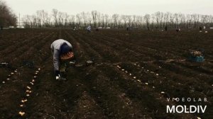 ПОСАДКА КАРТОФЕЛЯ ВРУЧНУЮ НА ПОЛЕ