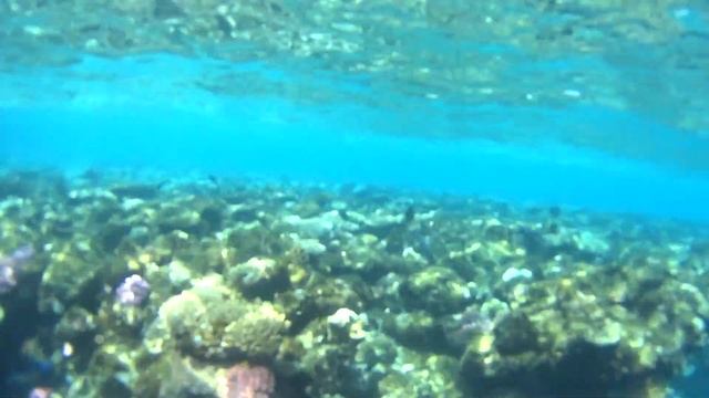 ПОДВОДНЫЙ МИР [Море, Рыбки, Пляжи, Упала камера в воду!] 17 Марта 2021 год ► ШАРМ-ЭЛЬ-ШЕЙХ, ЕГИПЕТ смотреть онлайн