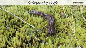 Многообразие и значение земноводных