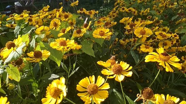 VID_20230910_155855.mp4 смотреть онлайн