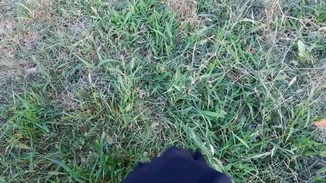 Шале и розы в горах Италии. Лесная баба. Живу в лесу одна и наслаждаюсь природой и тишиной. смотреть онлайн