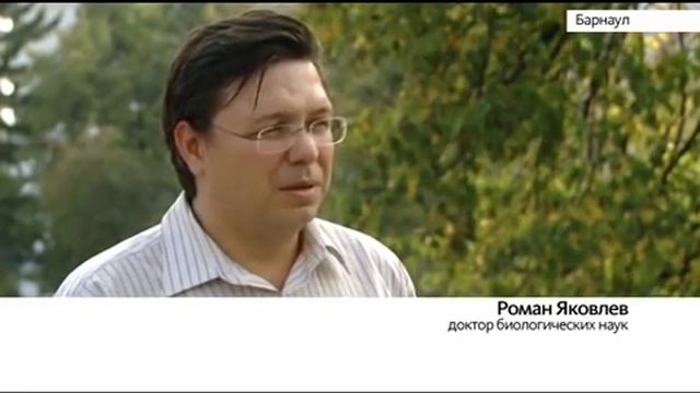 В Барнауле очередное нашествие божьих коровок. Комментарий доктора биологических наук смотреть онлайн
