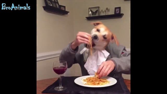 ПРИКОЛЫ С ЖИВОТНЫМИ | FUN WITH ANIMALS #257 смотреть онлайн