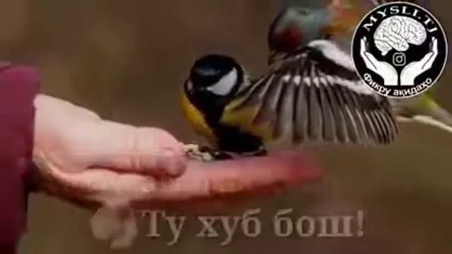 Бандаи Хуб Боши Инро Бин смотреть онлайн
