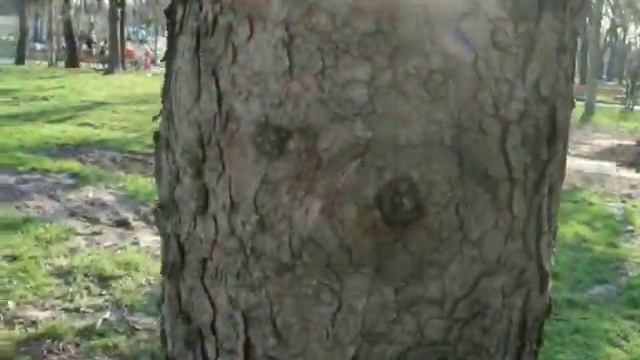 "HELP" / Как обнять дерево. смотреть онлайн