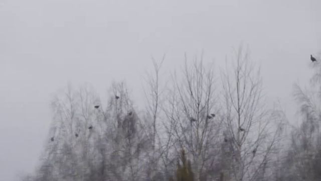 Тетерев смотреть онлайн