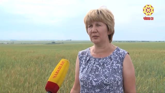 Поля Урмарского района облюбовал хлебный жук. смотреть онлайн