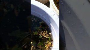 Как БЫСТРО очистить ягоды от листвы и веточек?