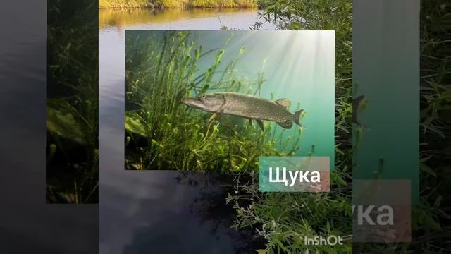 Кто живет в реке? Презентация для дошкольников смотреть онлайн