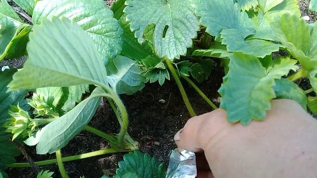 Часть 2. Как мы скрещиваем клубнику. смотреть онлайн