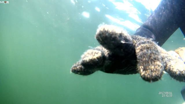 Cape Rosset. Dialogue with Mr. Shrimp смотреть онлайн