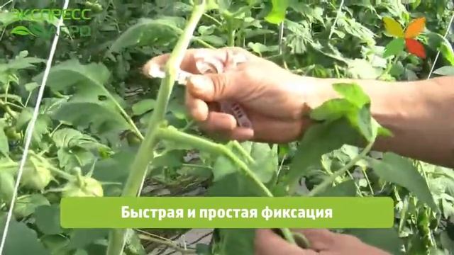 Клипсы для томатов Paskal смотреть онлайн