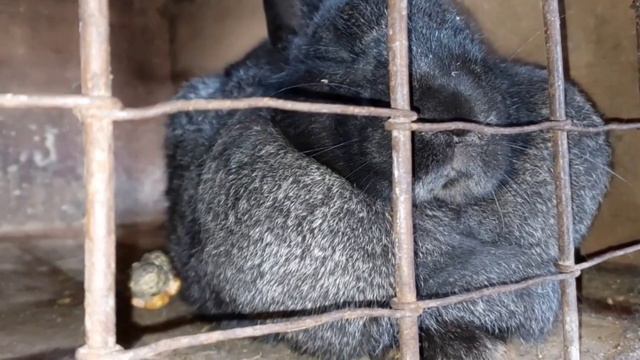 ЧТО МОЖЕТ БЫТЬ С КРОЛЬЧИХОЙ? У НАС ТАКОЕ ВПЕРВЫЕ! ПРИНЕСЛА ДЛЯ КРОЛЬЧАТ ОВСЯНКУ! 25.02.24 смотреть онлайн