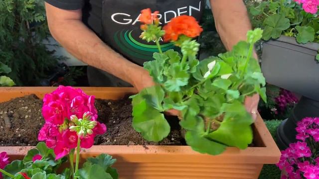 Gerani Trucchi e Segreti dell'esperto!!! смотреть онлайн