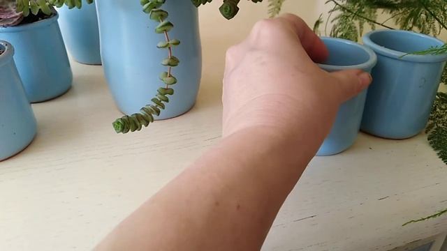 Комнатные цветы. Подарок. ❤️ смотреть онлайн