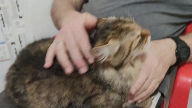 Знакомьтесь, кошка по имени Польза! смотреть онлайн