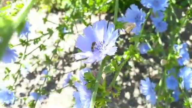 Chicory and Halictidae смотреть онлайн