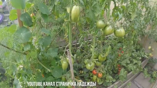 Обзор урожая томатов Август 2018 смотреть онлайн