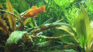 ФОСФАТЫ И НИТРАТЫ ОТ ЭДОГОНИУМА ???