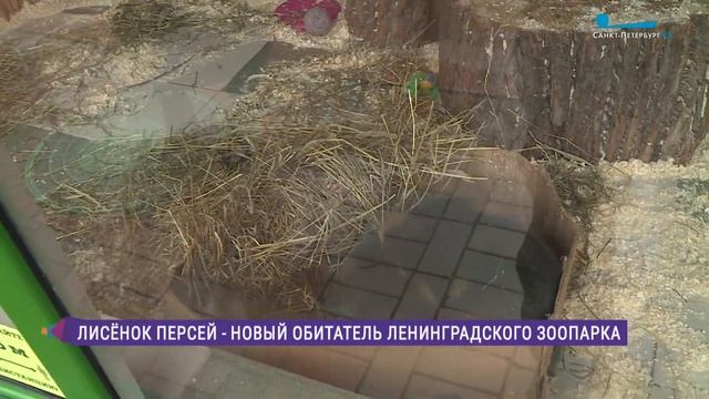 Лисёнок с именем героя. В Ленинградском зоопарке появился свой Персей смотреть онлайн