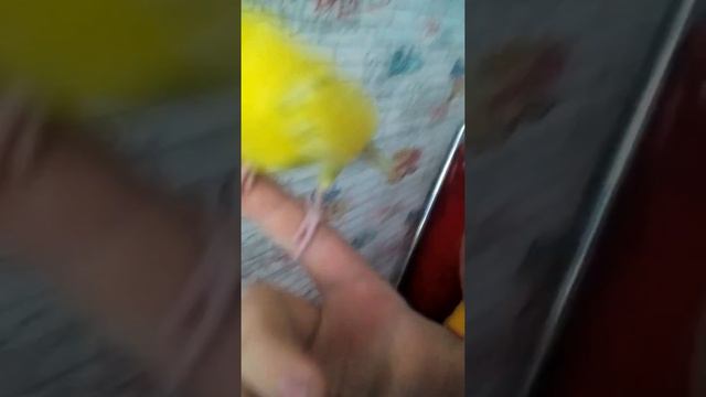 Обзор на моего попугая☺. смотреть онлайн