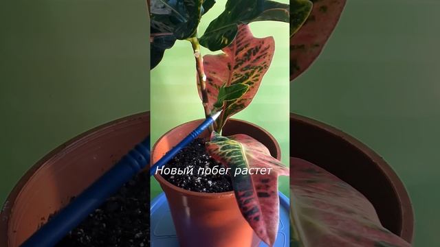 Кротон. Обрезка верхушки смотреть онлайн