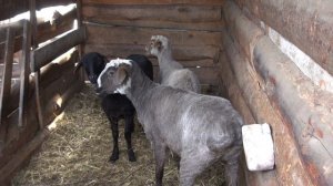 Черная львинка для кур несушек.