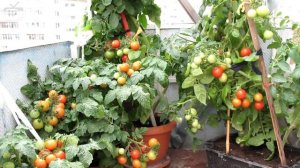 Томат Непас 11