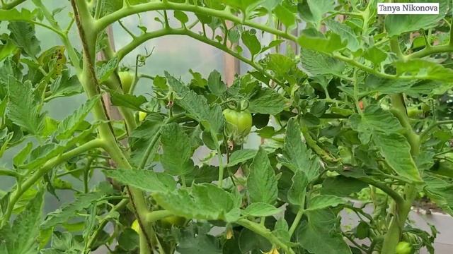 ТОМАТ РАННЯЯ ДЕВОЧКА. Обзор куста в начале Июля. Как завязались томаты. смотреть онлайн