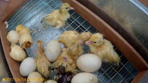 Вылупились утята, саженец кедра, делаю брудер.